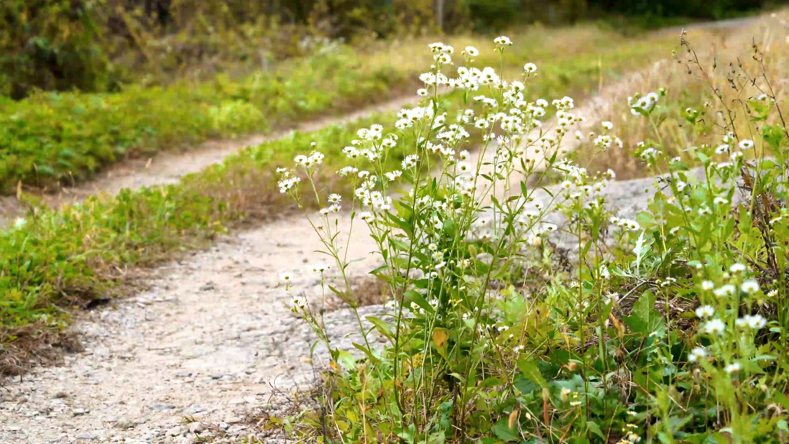 Pista de tierra con hierba en el centro y flores blancas al borde